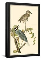 Yellow-Crowned Night Heron-null-Framed Poster