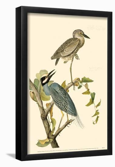 Yellow-Crowned Night Heron-null-Framed Poster