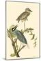 Yellow-Crowned Night Heron-null-Mounted Poster