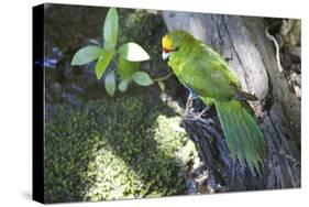 Yellow-Crowned Parakeet-null-Stretched Canvas