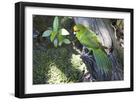 Yellow-Crowned Parakeet-null-Framed Photographic Print