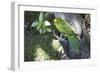 Yellow-Crowned Parakeet-null-Framed Photographic Print