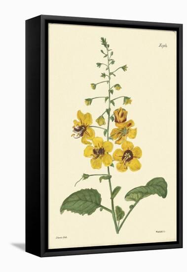 Yellow Curtis Botanical II-Vision Studio-Framed Stretched Canvas