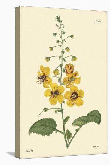 Yellow Curtis Botanical II-Vision Studio-Stretched Canvas