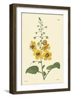 Yellow Curtis Botanical II-Vision Studio-Framed Art Print