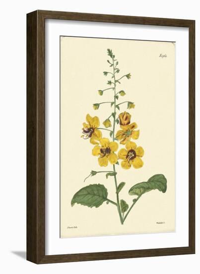 Yellow Curtis Botanical II-Vision Studio-Framed Art Print