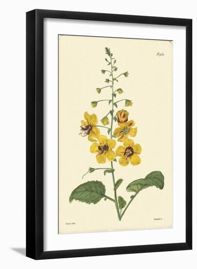 Yellow Curtis Botanical II-Vision Studio-Framed Art Print
