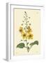 Yellow Curtis Botanical II-Vision Studio-Framed Art Print