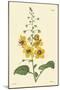 Yellow Curtis Botanical II-Vision Studio-Mounted Art Print