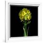 Yellow Daffodil Bouquet-Magda Indigo-Framed Photographic Print