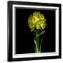 Yellow Daffodil Bouquet-Magda Indigo-Framed Photographic Print