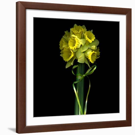 Yellow Daffodil Bouquet-Magda Indigo-Framed Photographic Print