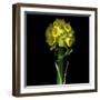 Yellow Daffodil Bouquet-Magda Indigo-Framed Photographic Print