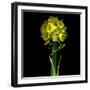 Yellow Daffodil Bouquet-Magda Indigo-Framed Photographic Print