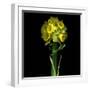 Yellow Daffodil Bouquet-Magda Indigo-Framed Photographic Print