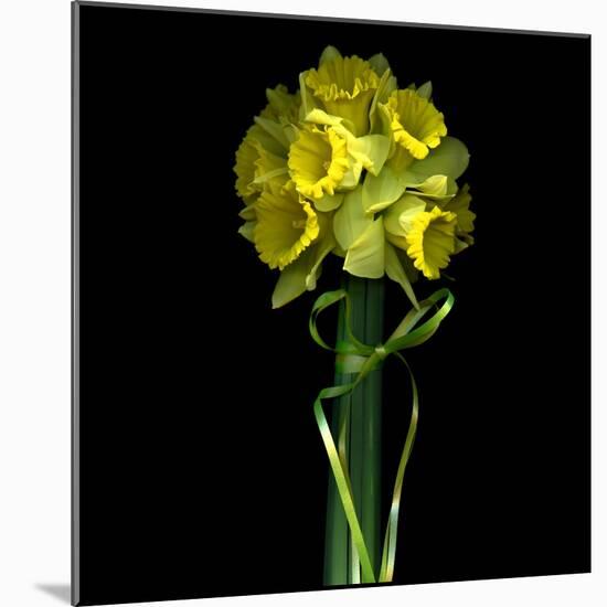 Yellow Daffodil Bouquet-Magda Indigo-Mounted Photographic Print