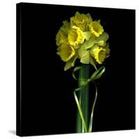 Yellow Daffodil Bouquet-Magda Indigo-Stretched Canvas