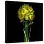 Yellow Daffodil Bouquet-Magda Indigo-Stretched Canvas