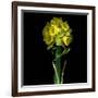 Yellow Daffodil Bouquet-Magda Indigo-Framed Photographic Print