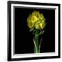 Yellow Daffodil Bouquet-Magda Indigo-Framed Photographic Print