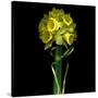 Yellow Daffodil Bouquet-Magda Indigo-Stretched Canvas