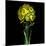 Yellow Daffodil Bouquet-Magda Indigo-Mounted Premium Photographic Print