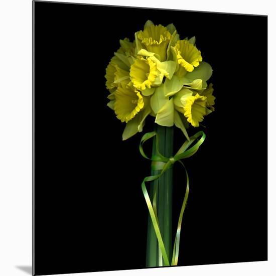 Yellow Daffodil Bouquet-Magda Indigo-Mounted Premium Photographic Print