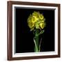 Yellow Daffodil Bouquet-Magda Indigo-Framed Premium Photographic Print