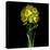 Yellow Daffodil Bouquet-Magda Indigo-Stretched Canvas