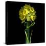 Yellow Daffodil Bouquet-Magda Indigo-Stretched Canvas