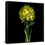 Yellow Daffodil Bouquet-Magda Indigo-Framed Stretched Canvas