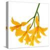 Yellow Daffodil-null-Stretched Canvas