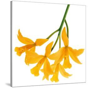 Yellow Daffodil-null-Stretched Canvas