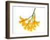 Yellow Daffodil-null-Framed Art Print