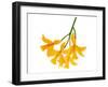 Yellow Daffodil-null-Framed Art Print