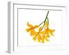 Yellow Daffodil-null-Framed Art Print