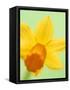 Yellow daffodil-null-Framed Stretched Canvas