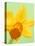 Yellow daffodil-null-Stretched Canvas