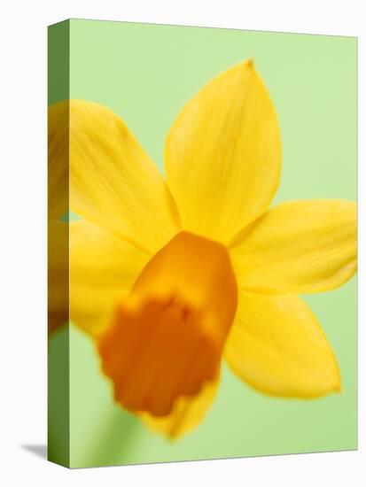 Yellow daffodil-null-Stretched Canvas