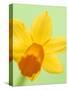 Yellow daffodil-null-Stretched Canvas