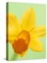 Yellow daffodil-null-Stretched Canvas