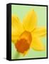 Yellow daffodil-null-Framed Stretched Canvas