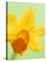 Yellow daffodil-null-Stretched Canvas