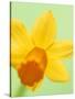 Yellow daffodil-null-Stretched Canvas