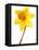 Yellow daffodil-null-Framed Stretched Canvas