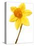 Yellow daffodil-null-Stretched Canvas