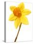 Yellow daffodil-null-Stretched Canvas