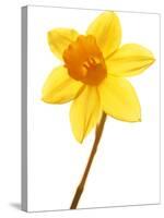 Yellow daffodil-null-Stretched Canvas