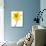 Yellow daffodil-null-Stretched Canvas displayed on a wall