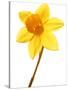 Yellow daffodil-null-Stretched Canvas